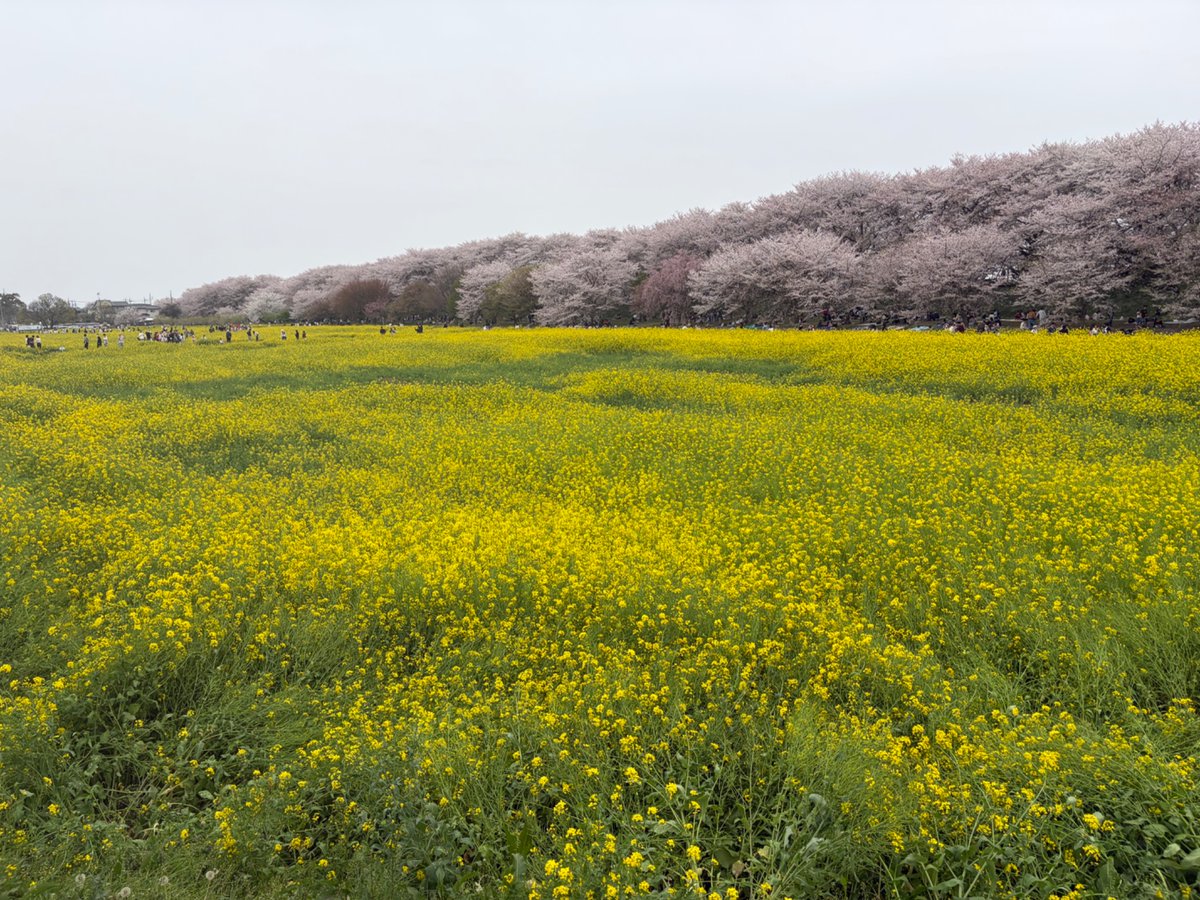 ピッさんどす tweet media