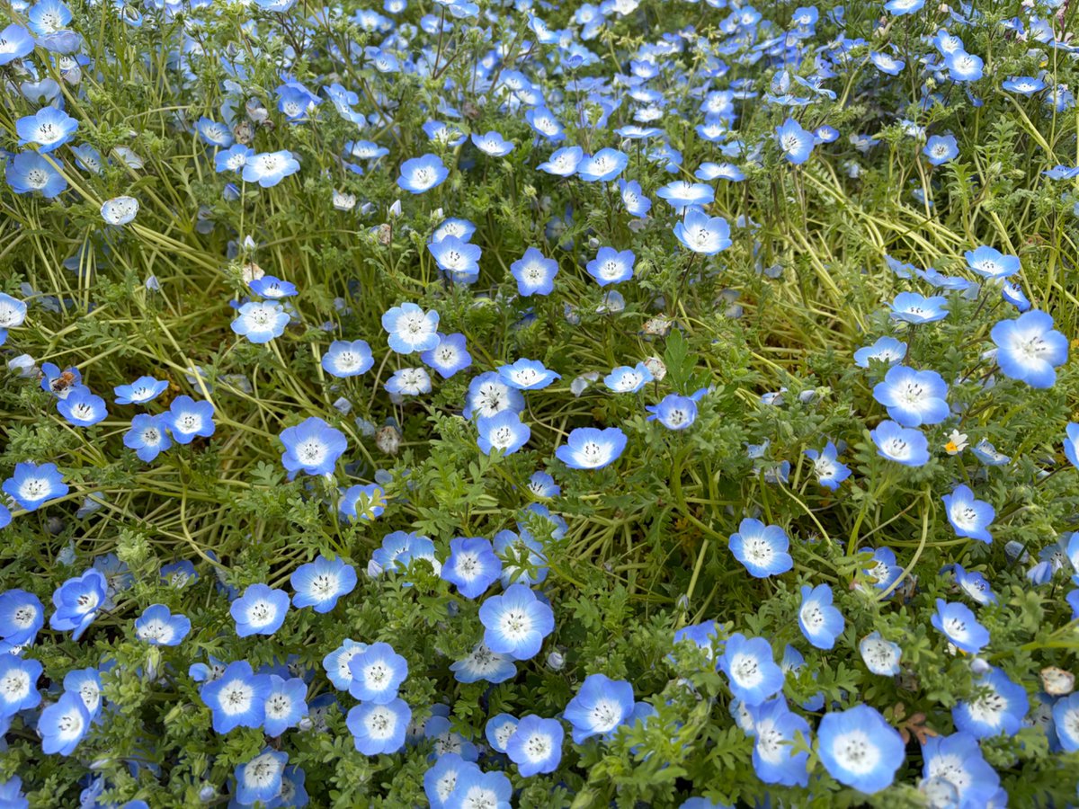 ピッさんどす tweet media