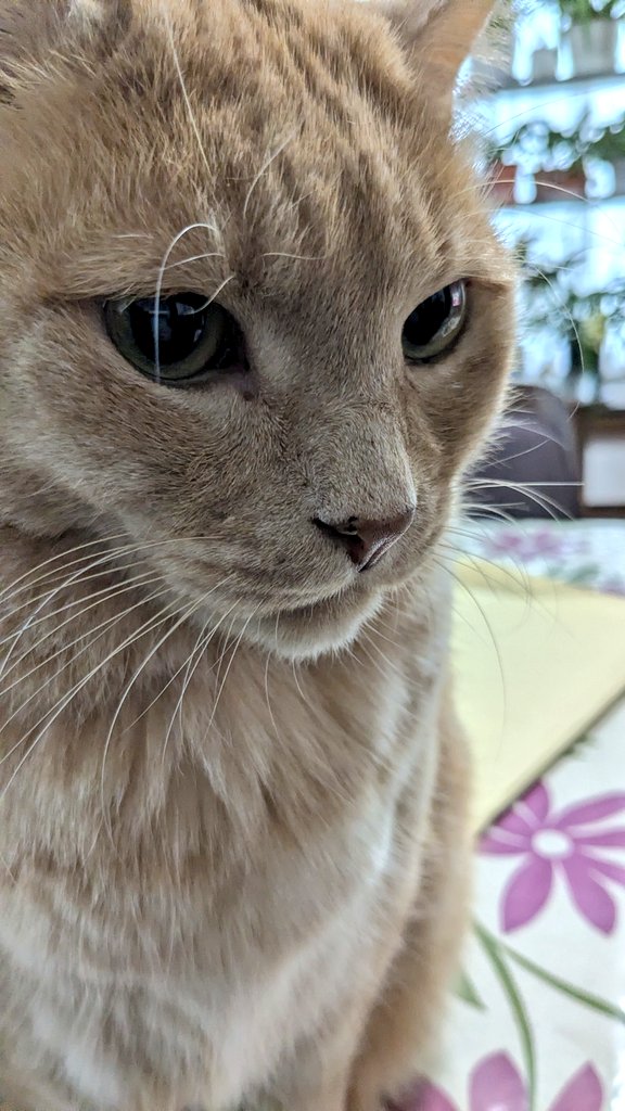 うさに ぺろり｜Usa2 Perori tweet media