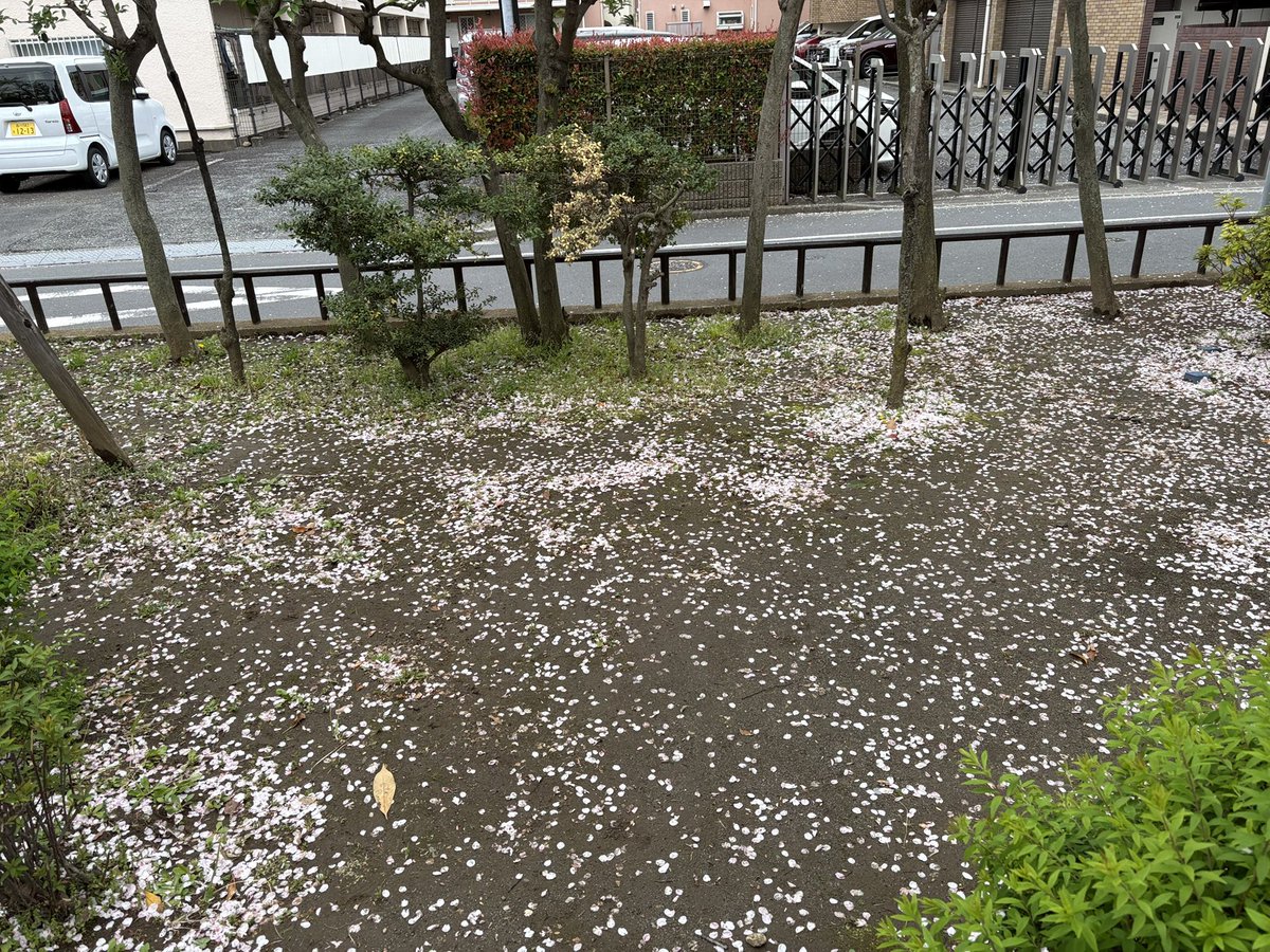 JAL_SAKURA's tweet photo. 🌸 Cheery Sakura this year is over! See you next year!! #tokyo #sakura https://t.co/gp9pXndf2d