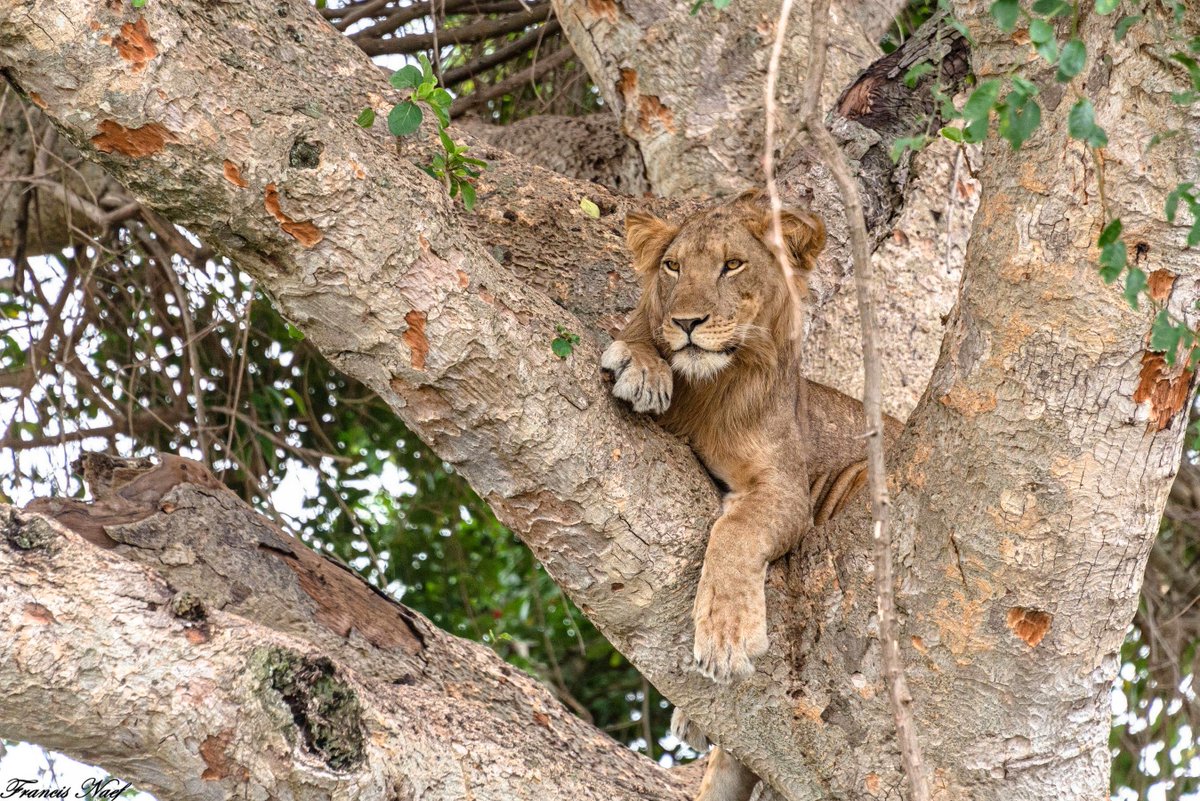 okapivoyages's tweet photo. Hear lions roar, watch elephants roam, and feel the rhythm of Africa. Uganda is calling—trust Okapi Voyage to craft your unforgettable safari journey.

📞 Call/WhatsApp: +256 754365525
📧 inquiry@okapivoyage.com
🌐 https://t.co/jezzBXYsnc

#SafariTravel #VisitAfrica https://t.co/gYAV8kUCgp