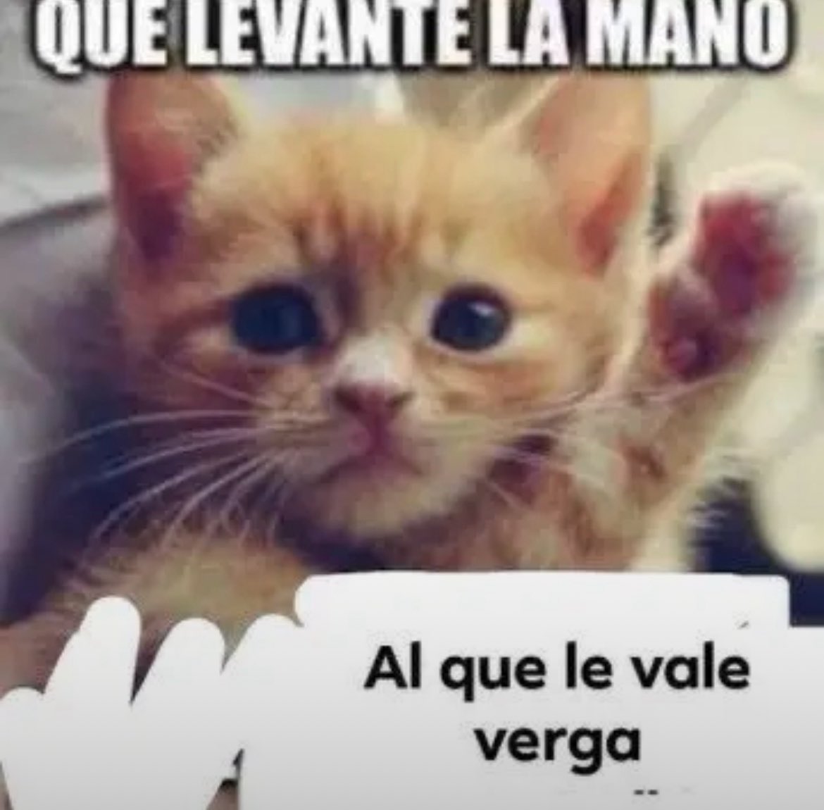 flansito tweet media