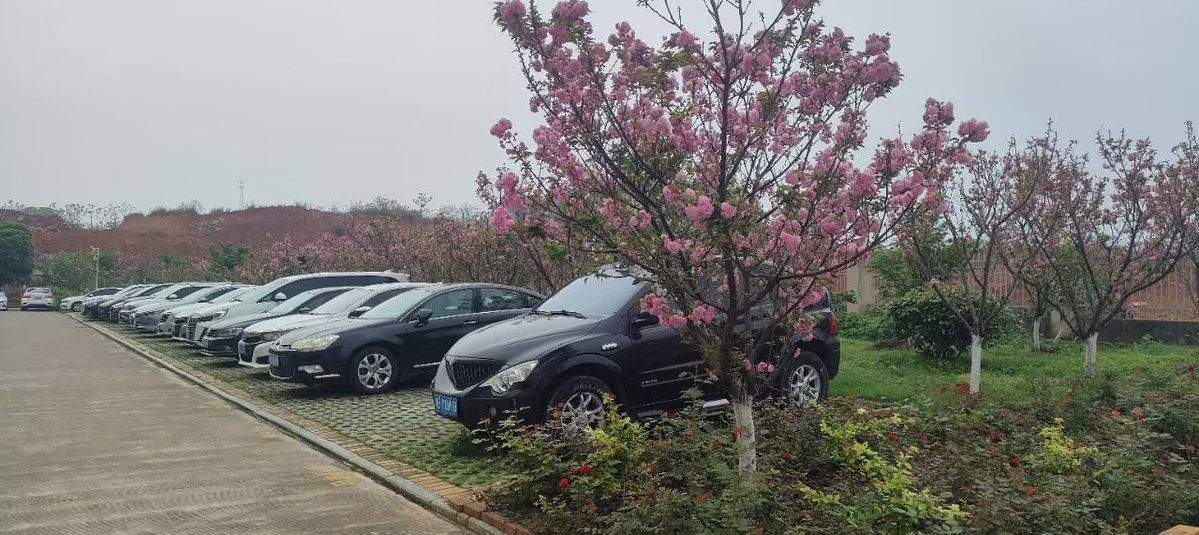 flyluckyLCD's tweet image. Spring at our company 🌸 Cherry blossoms remind us that great engineering takes time, precision, and patience. Every detail in display manufacturing matters — just like every step of growth. #Engineering #TFTLCD #AMOLED #Growth #Manufacturing