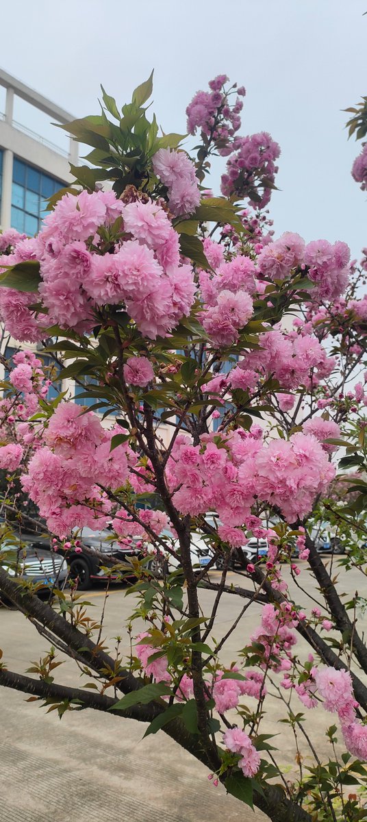 flyluckyLCD's tweet image. Spring at our company 🌸 Cherry blossoms remind us that great engineering takes time, precision, and patience. Every detail in display manufacturing matters — just like every step of growth. #Engineering #TFTLCD #AMOLED #Growth #Manufacturing