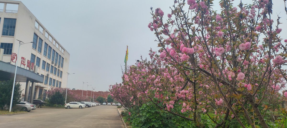 flyluckyLCD's tweet image. Spring at our company 🌸 Cherry blossoms remind us that great engineering takes time, precision, and patience. Every detail in display manufacturing matters — just like every step of growth. #Engineering #TFTLCD #AMOLED #Growth #Manufacturing