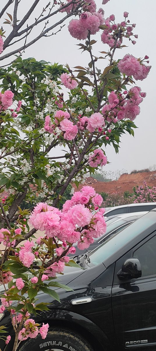 flyluckyLCD's tweet image. Spring at our company 🌸 Cherry blossoms remind us that great engineering takes time, precision, and patience. Every detail in display manufacturing matters — just like every step of growth. #Engineering #TFTLCD #AMOLED #Growth #Manufacturing