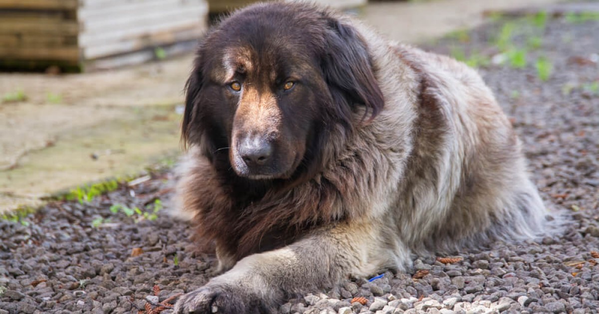 Captivating Canines tweet media