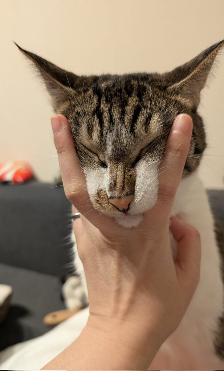 野良さん@握力2kg tweet media