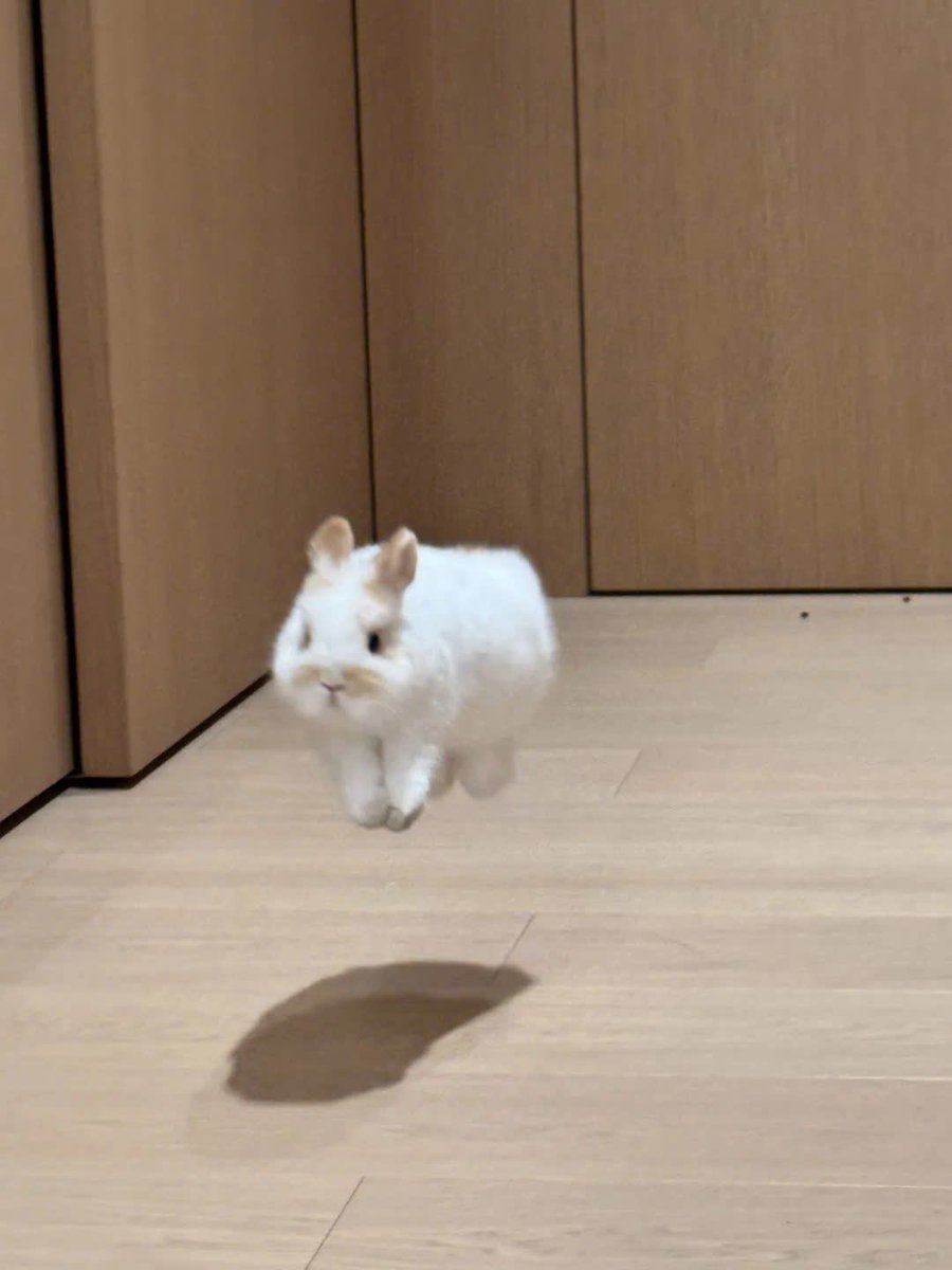 ShouldHaveRabit's tweet photo. weeeeeee https://t.co/o1Ph132EHj