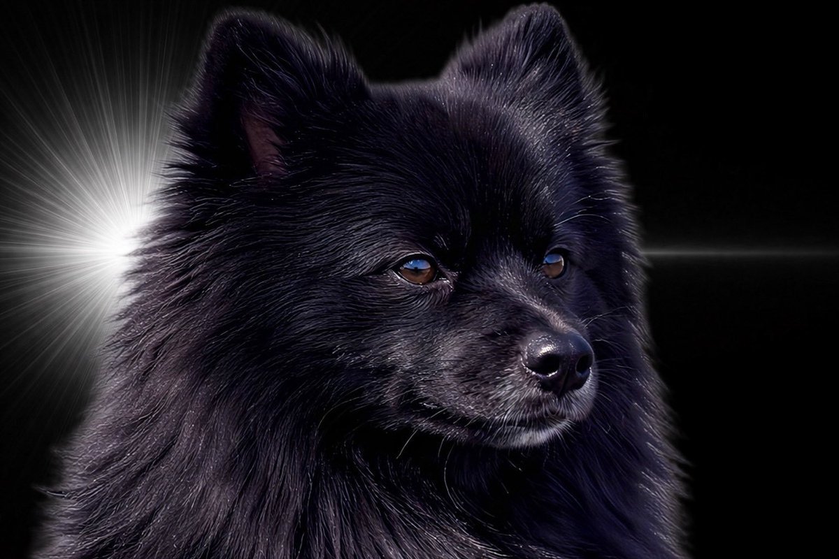 lieless67's tweet photo. PET REACTION MEMES have to be the biggest meme on X right now! 

The meme involves taking reaction photos of your pet, placing them on the template background and providing a funny caption!

Over 15 MILLION views in just a couple days and everyone posting new memes each gaining millions of views!

https://t.co/f5oHXR6qUi
https://t.co/vpRIUoj59S
https://t.co/O9h6lZzYaO
https://t.co/pkfNJHkxvu