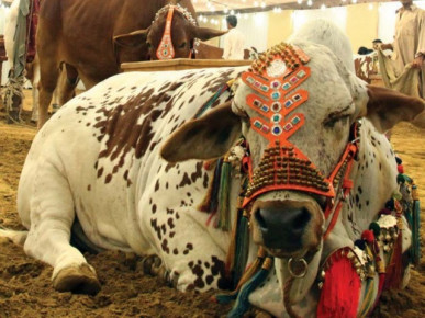 The_Nation's tweet image. Sindh launches pre-monsoon livestock vaccination drive
nation.com.pk/07-Apr-2026/si…
#Livestock #Vaccination
