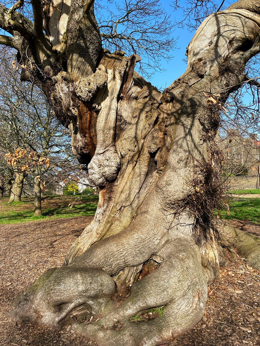 Ipaintatnight's tweet image. Happy #ThickTrunkTuesday. Have a lovely Tuesday everyone! #trees