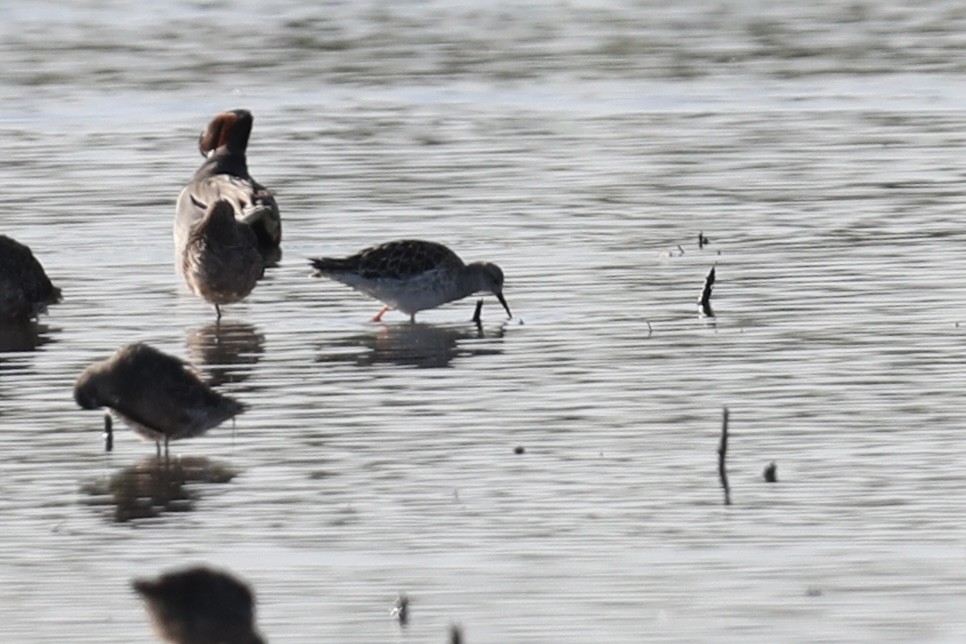 Rare Bird Alert tweet media