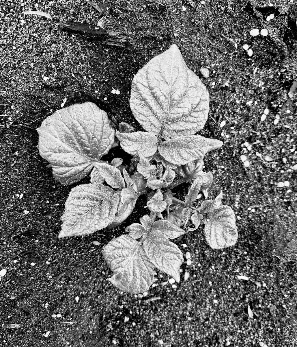 amf_kv's tweet photo. 🌱 https://t.co/n65x3g6qsQ