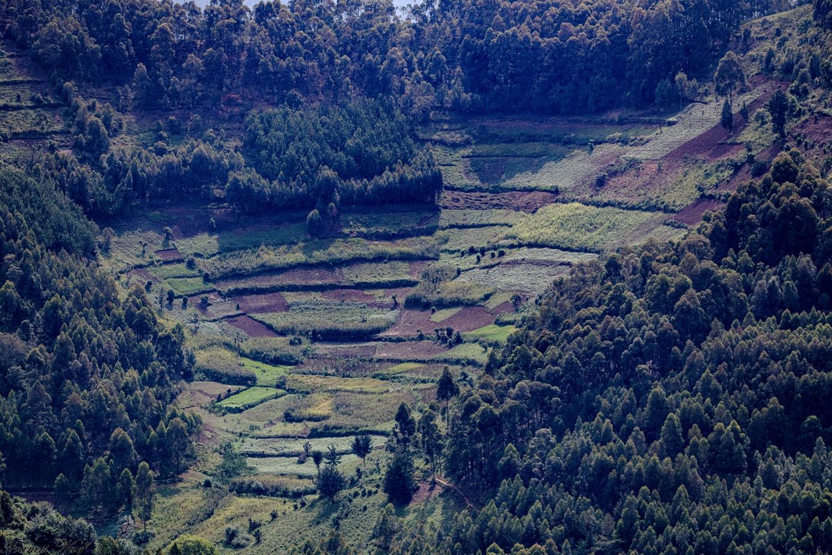 okapivoyages's tweet photo. Craving wild beauty and real adventure? Discover Uganda’s gorillas, waterfalls, and vibrant culture with Okapi Voyage. Your perfect East Africa safari starts here—book today!

📞 Call/WhatsApp: +256 754365525
📧 inquiry@okapivoyage.com
🌐 https://t.co/jezzBXYsnc

#VisitUganda https://t.co/hTFRJe5Rif