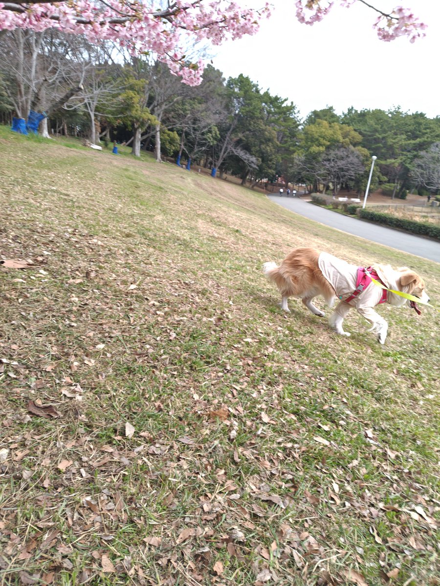 アイリス🐶ボーダー・コリー🐾 tweet media