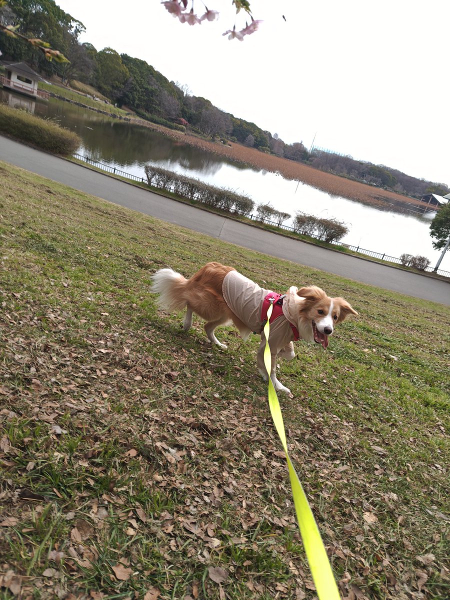 アイリス🐶ボーダー・コリー🐾 tweet media