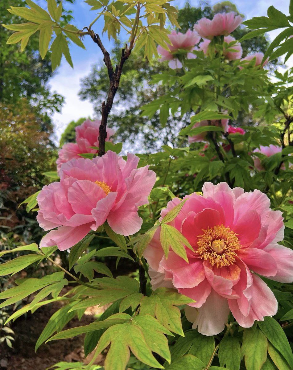Huberhupo's tweet photo. 所有的花在牡丹面前都会黯然失色
亲眼见过牡丹花后，我终于理解十多年前我一个同事从洛阳旅游回来后和我们说的那句话：“所有的花在牡丹面前都会黯然失色”。
#牡丹 #洛阳 https://t.co/SoGlQdPjEO