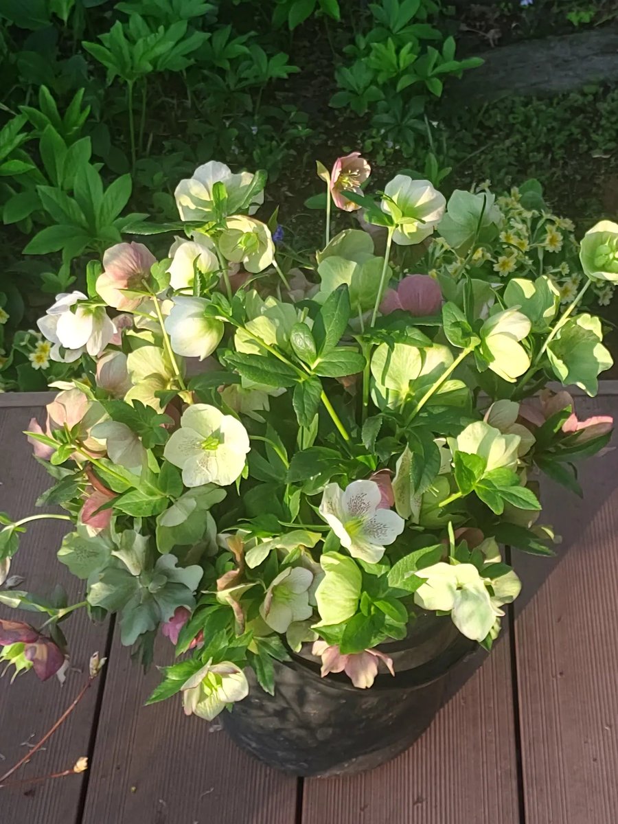 鉄腕バッシー tweet media