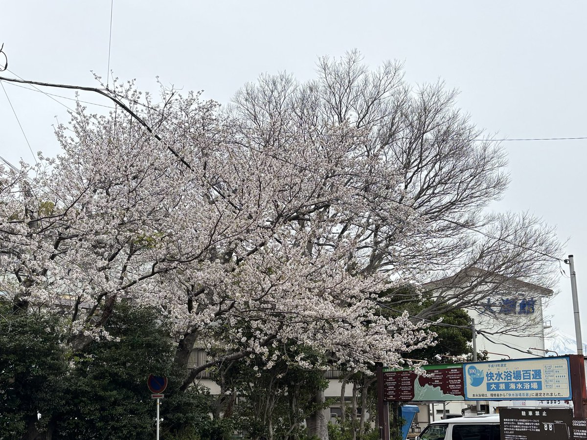 DivingSnappers's tweet photo. 大瀬崎
桜満開でお花見も楽しめました🌸
水温15度と少しだけ上がってきています！ https://t.co/owdCw3q2XV