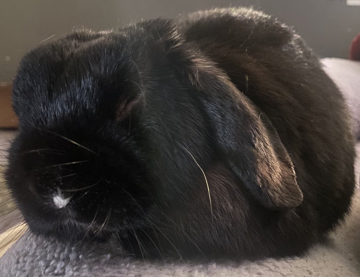 fat baby bunny tweet media