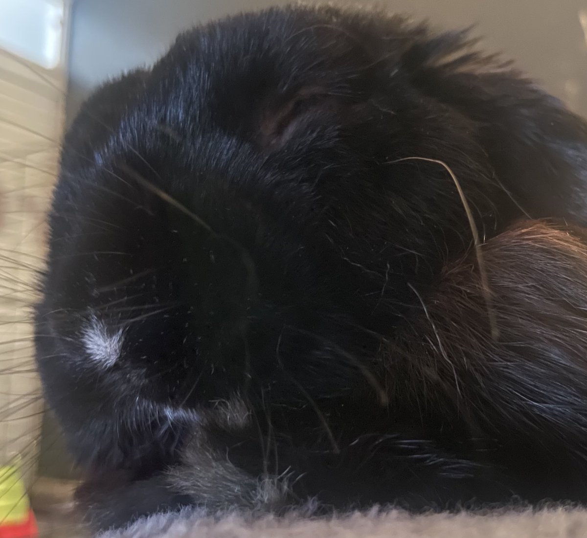 fat baby bunny tweet media