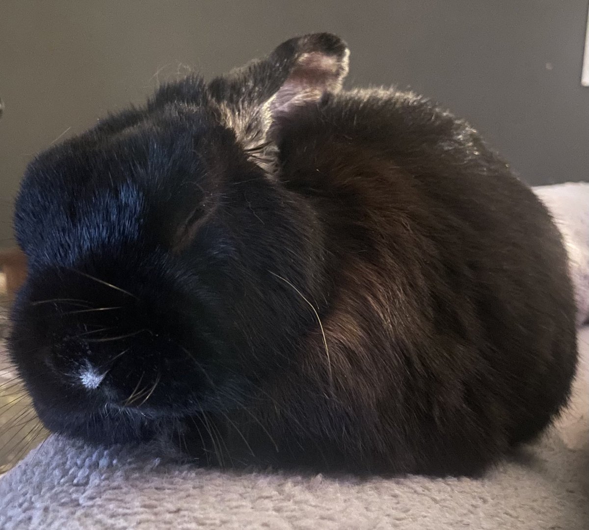 fat baby bunny tweet media