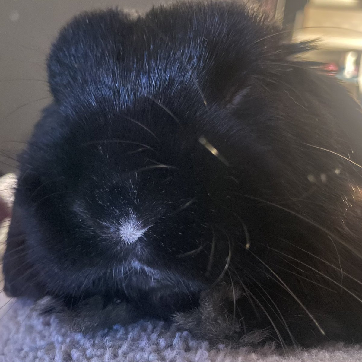 fat baby bunny tweet media