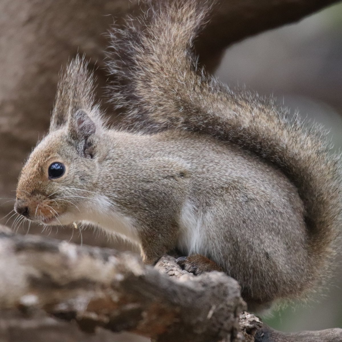 かんなづき＠JapaneseSquirrel tweet media