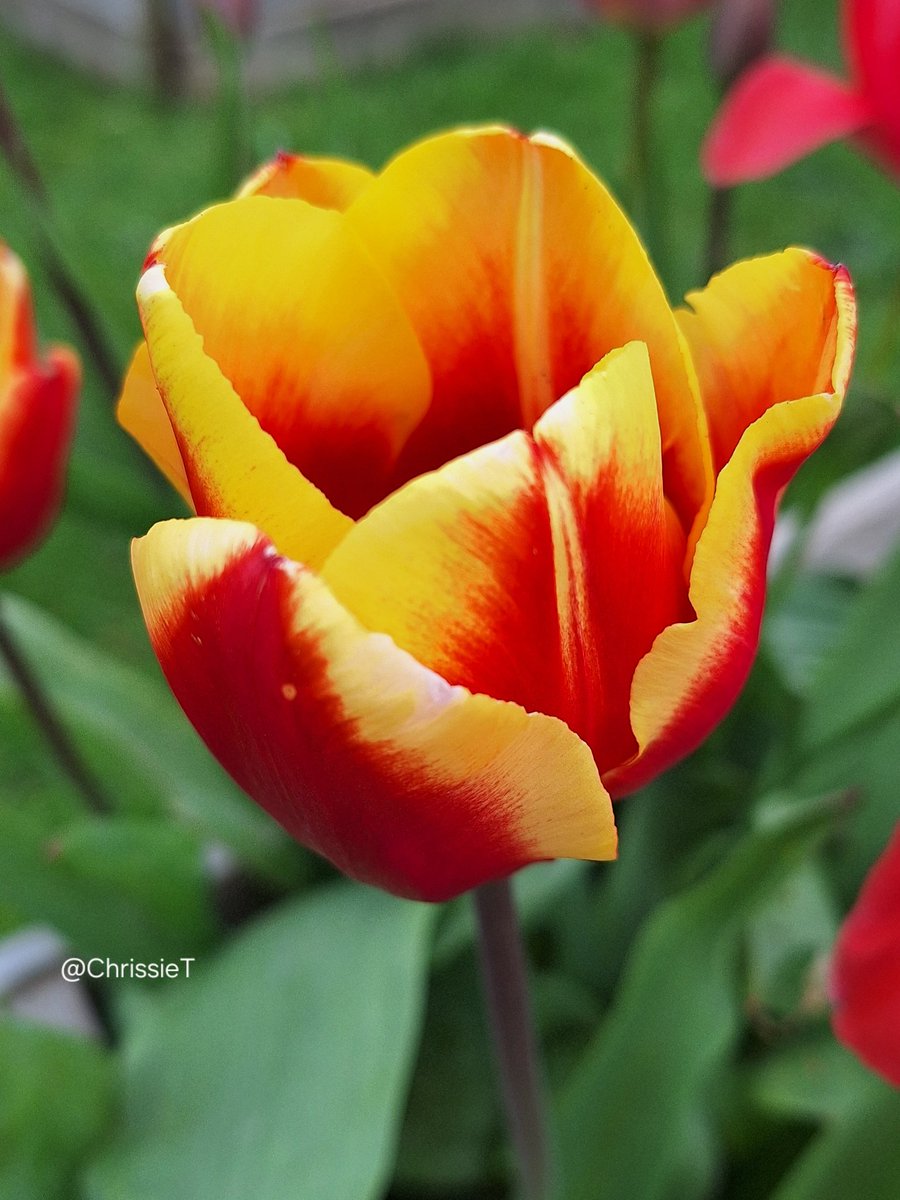 ChrissieT1894's tweet image. Hope you all have a lovely Tuesday, enjoy 🧡💛🧡
#TulipTuesday #Flowers #Allotment #Tulip #Gardening #FlowersOnX #TuesdayFlowers