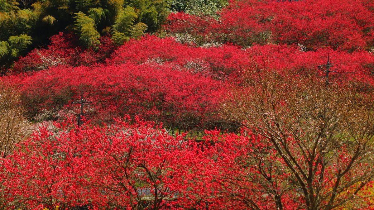 asianticjp's tweet photo. 春の邑南町…絶景スポット
『天国に一番近い里』
川角の花桃が見頃‼️
彩り溢れる風景の中に
見える石州瓦の美しさ…
残したい日本の原風景 https://t.co/cuH7tp6mIa