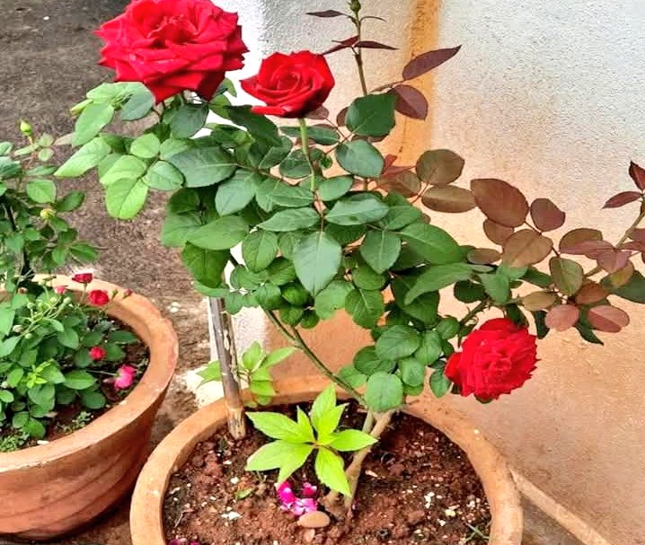 Dr. Anu Rajput tweet media