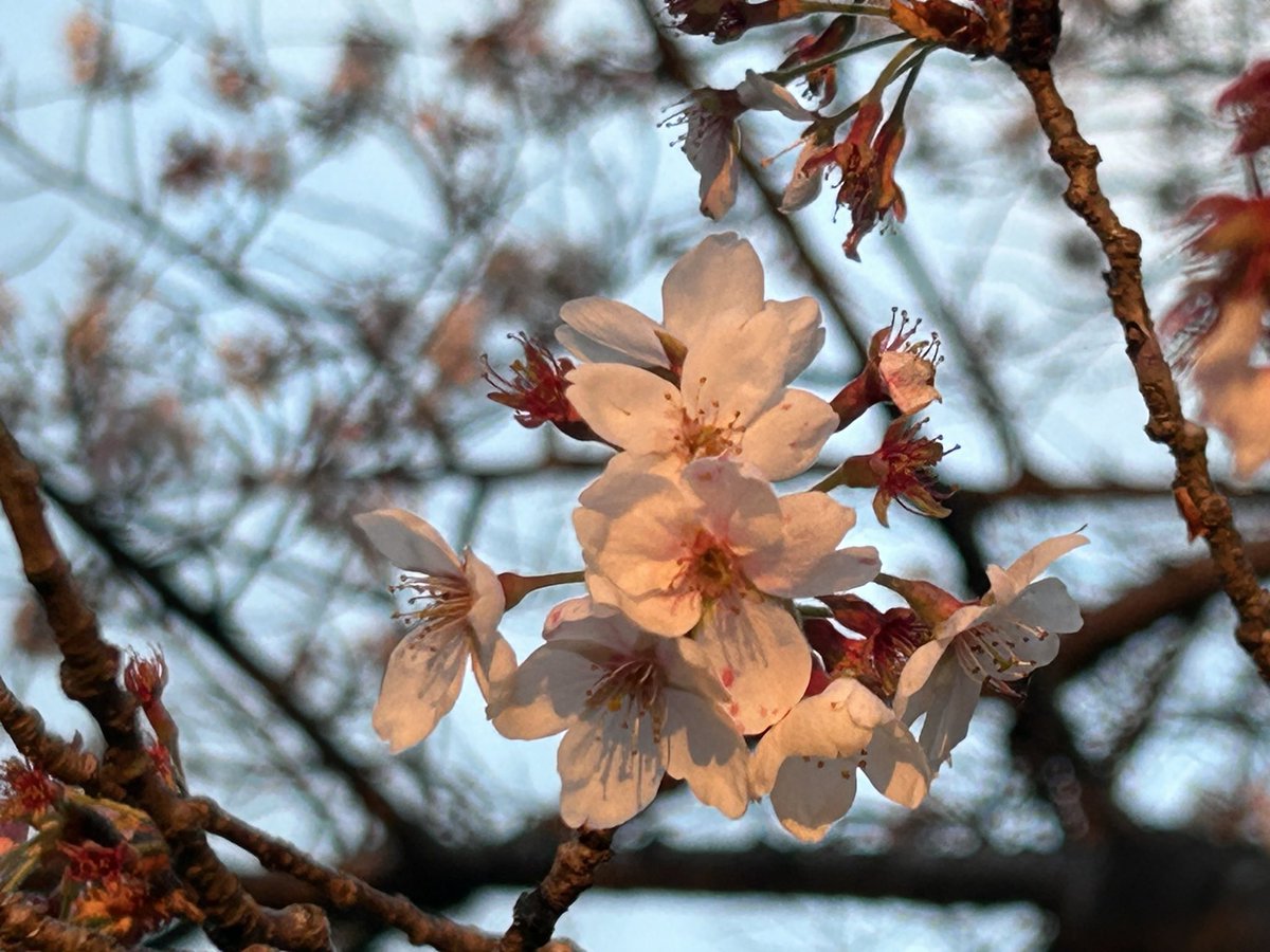 じゃこ🐟🧸 tweet media