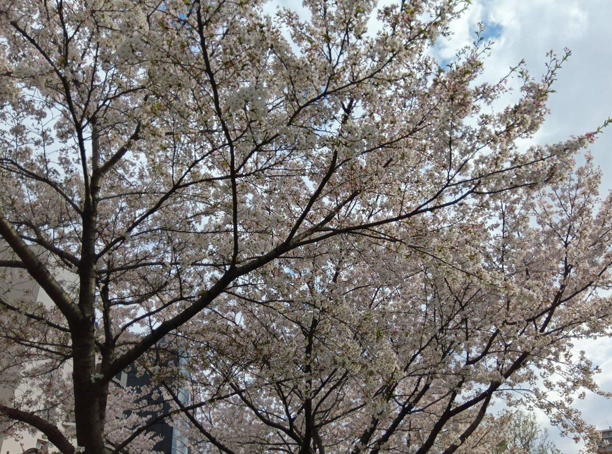 お花見（たまたま見かけただけ）