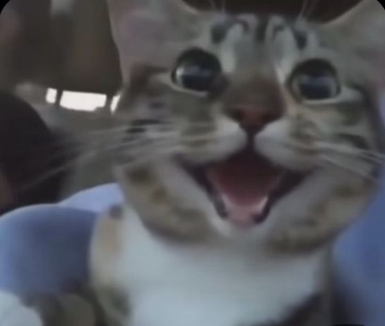 두됴지 tweet media