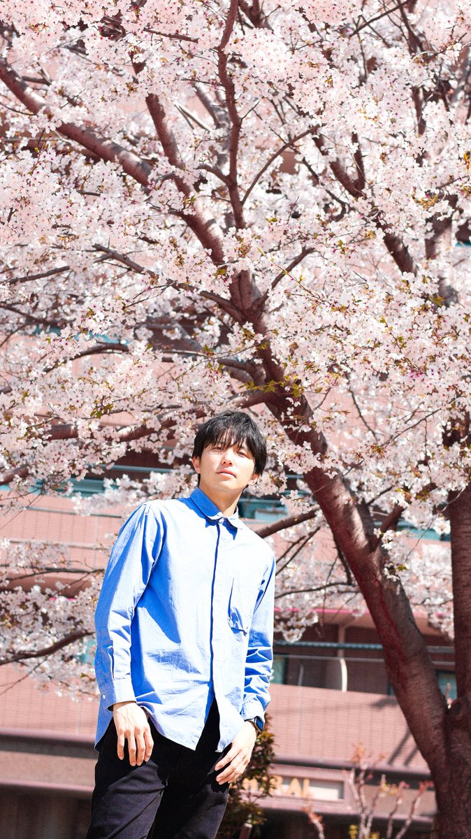 Masato_from_cc's tweet photo. 桜 https://t.co/8Dtyw1adJX