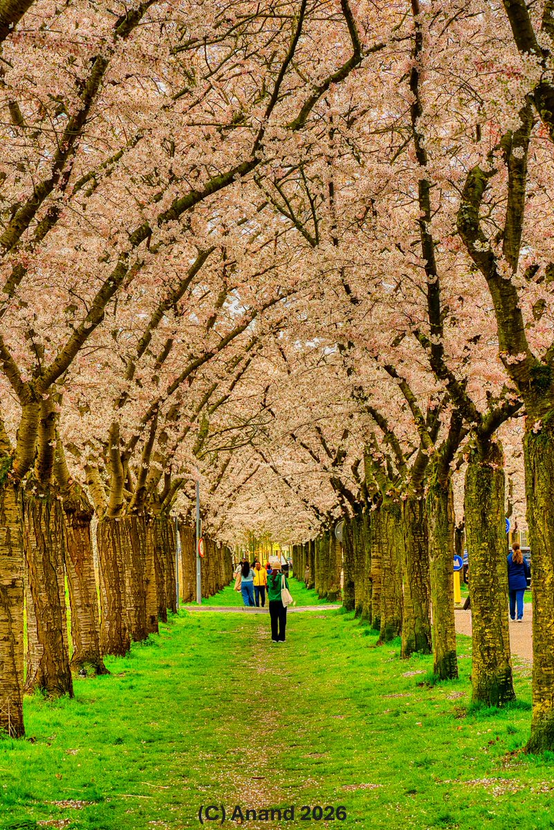 anandkumarn's tweet image. Cherry blossoms in #hdr
#SpringFlowers 
@renudhinakaran
