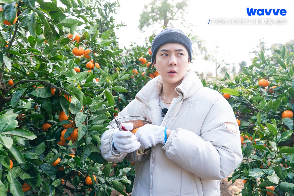 Wavve (웨이브) tweet media