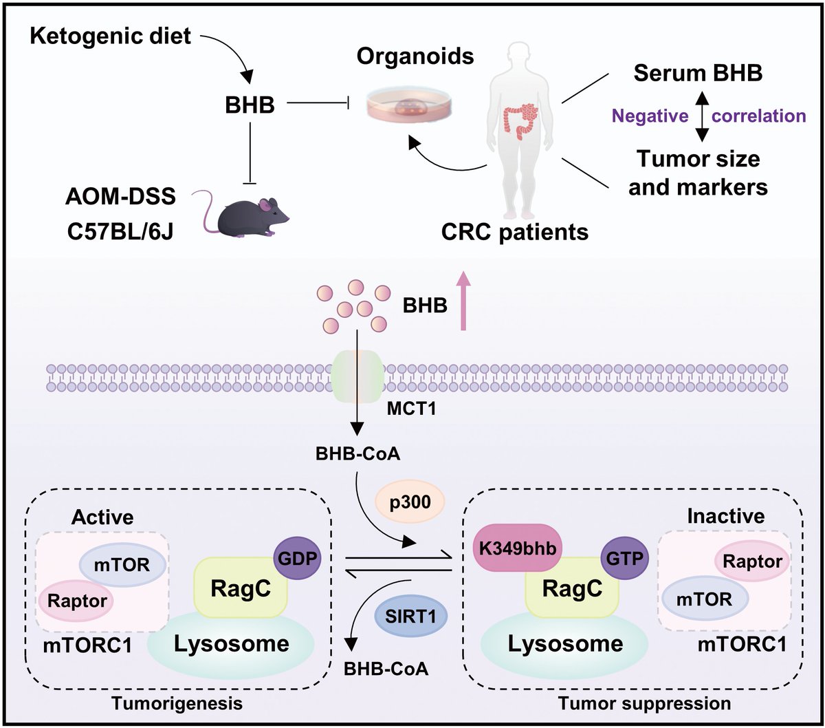 Protein_Cell's tweet photo. BHB exerts an inhibitory effect on colorectal cancer growth by targeting the mTORC1 pathway through β‑hydroxybutyrylation of RagC at lysine 349. https://t.co/ILrfyvLu1f https://t.co/Axufk83LS7