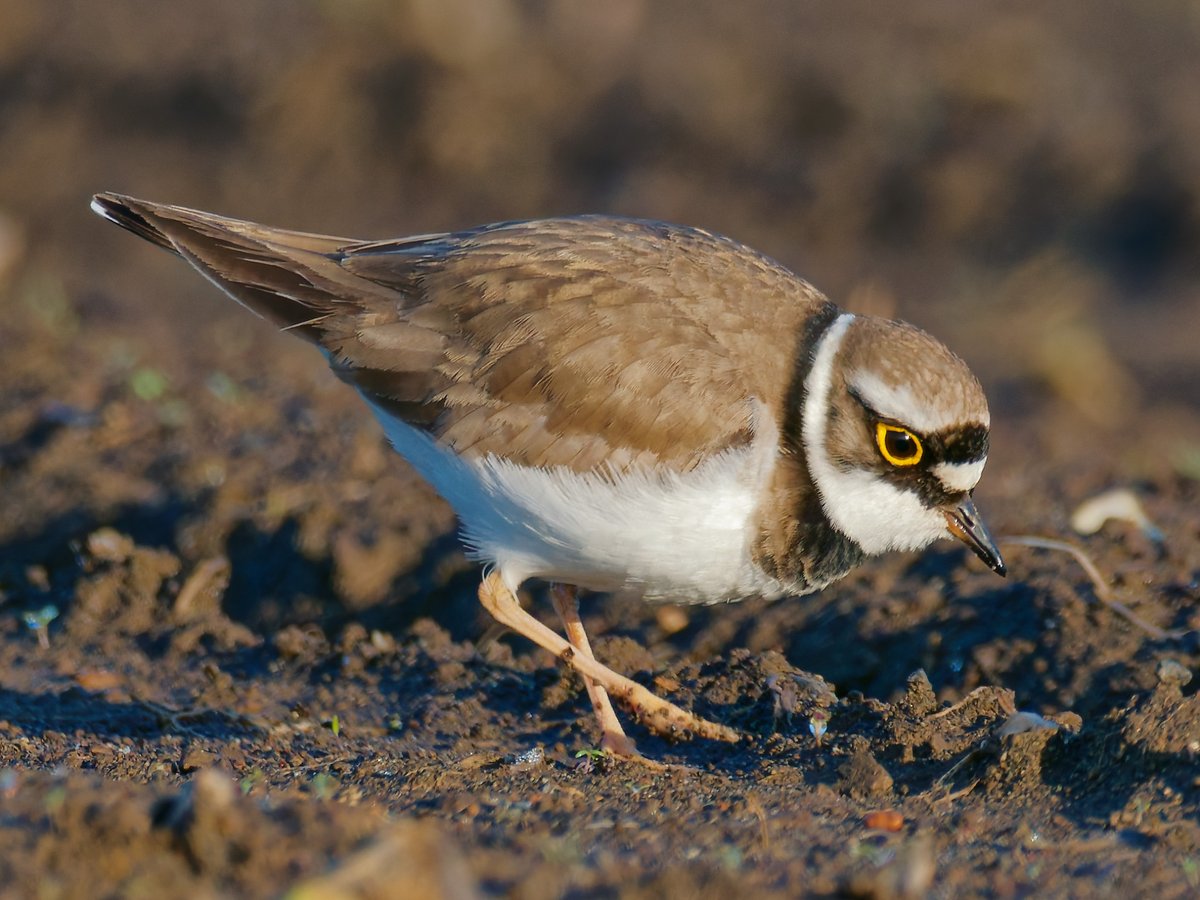 ポークジンジャー tweet media