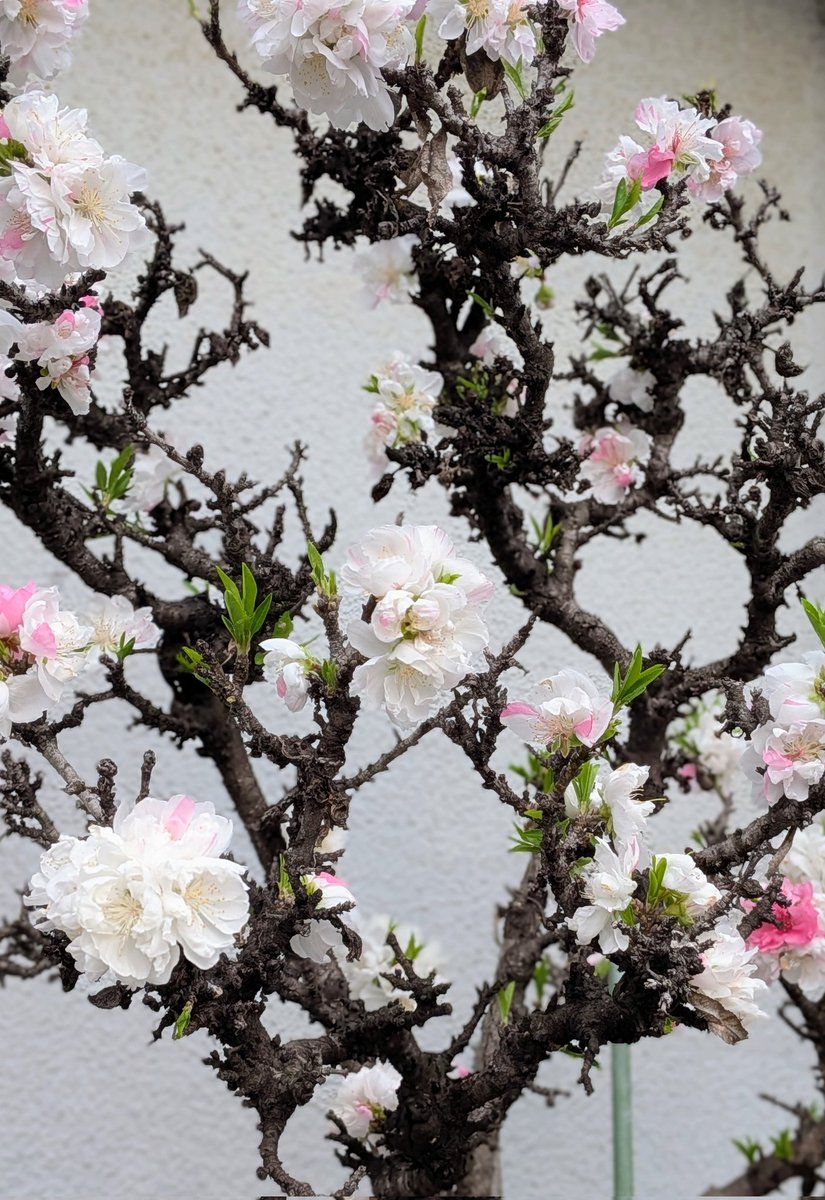 風の便り2 tweet media