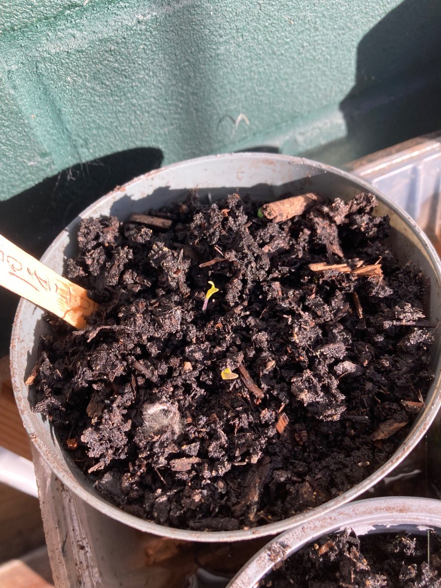 The Money Squirrel tweet media