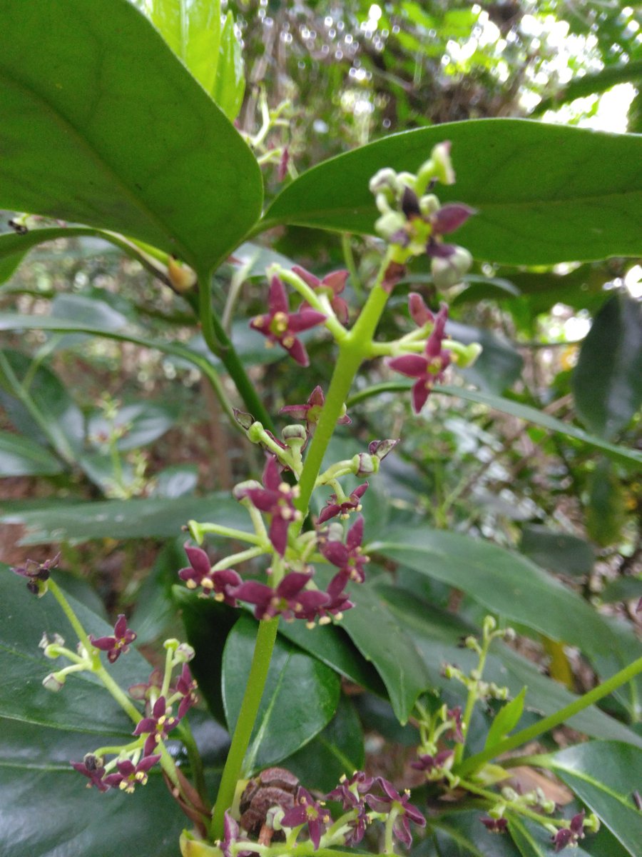 ふーにゃんばぁば tweet media