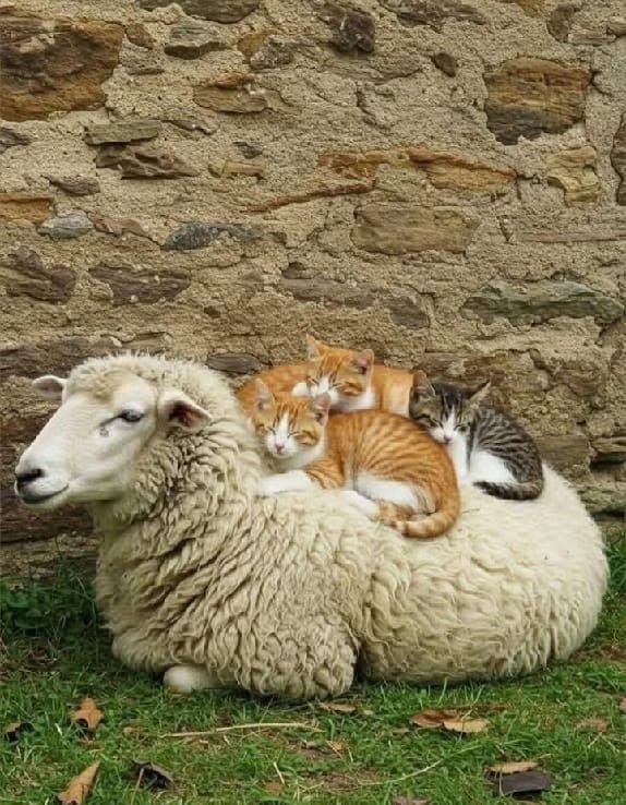 gaza_fren tweet media