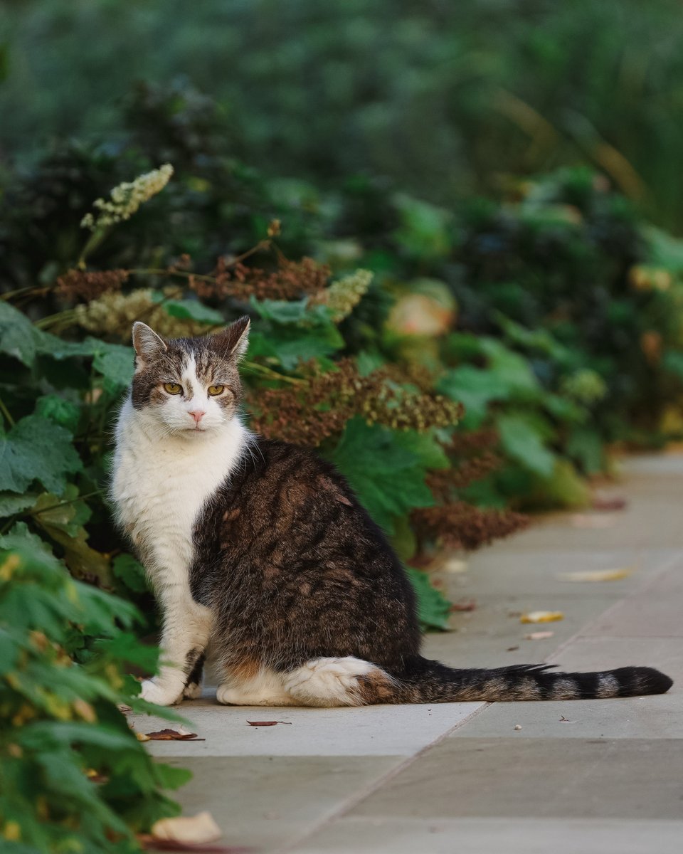 UK in Thailand 🇬🇧🇹🇭 tweet media