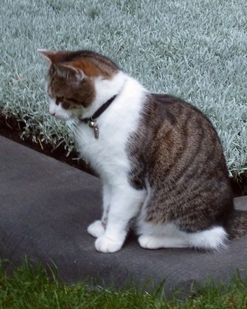 UK in Thailand 🇬🇧🇹🇭 tweet media