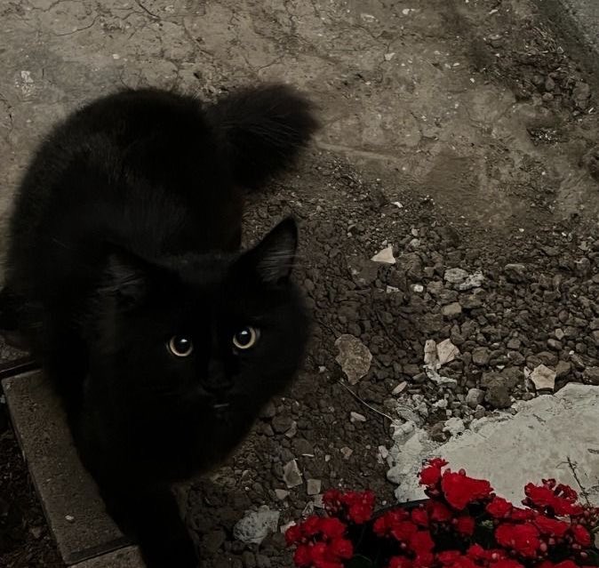 hazen | enhypen is 7 tweet media