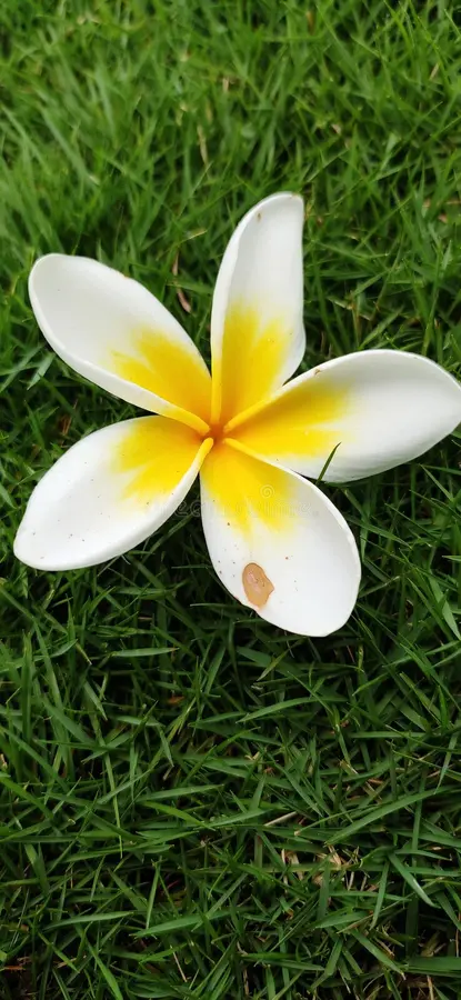 gaza_fren tweet media