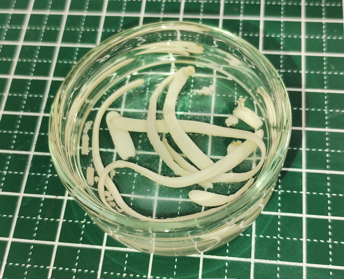 ささき寄生虫研究所（佐々木瑞希） tweet media