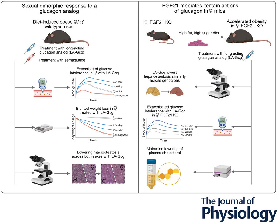 Chr_Merrild's tweet photo. In our recent paper in @JPhysiol, we show that FGF21-glucagon signalling drives sex-specific effects on weight loss and glucose tolerance in obese mice, and uncover an FGF21-deficiency–driven susceptibility to obesity in females. https://t.co/aCjTpjt4bH